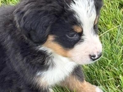IKC Registered (pending) Bernese Mountain Dog puppies in Wicklow