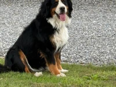 IKC Registered (pending) Bernese Mountain Dog puppies in Wicklow