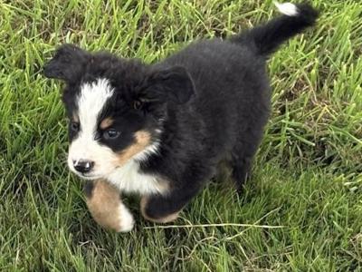IKC Registered (pending) Bernese Mountain Dog puppies in Wicklow