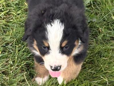 IKC Registered (pending) Bernese Mountain Dog puppies in Wicklow