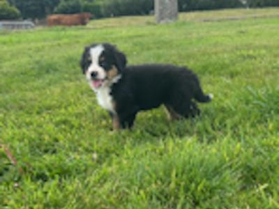 IKC Registered (pending) Bernese Mountain Dog puppies in Wicklow