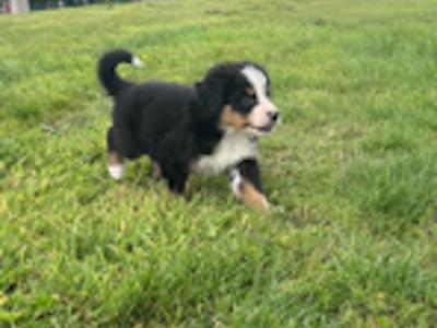 IKC Registered (pending) Bernese Mountain Dog puppies in Wicklow