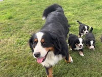 IKC Registered (pending) Bernese Mountain Dog puppies in Wicklow