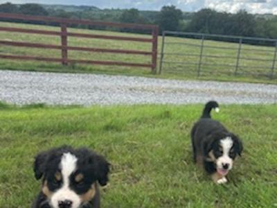 IKC Registered (pending) Bernese Mountain Dog puppies in Wicklow