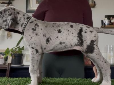 IKC (pending) Great Dane Merle puppy female