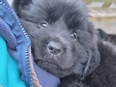 8 week Newfoundland puppies