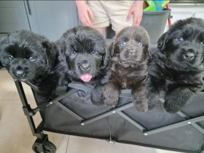 8 week Newfoundland puppies