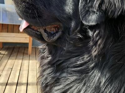 8 week Newfoundland puppies