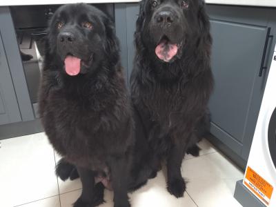 8 week Newfoundland puppies