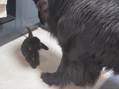 8 week Newfoundland puppies