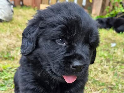 8 week Newfoundland puppies
