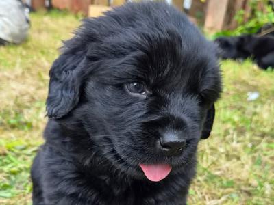 8 week old Newfoundland puppies in Offaly