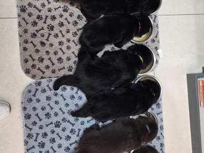 8 week Newfoundland puppies
