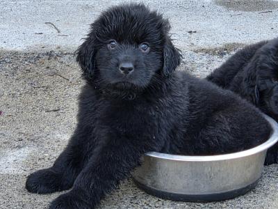 8 week Newfoundland puppies