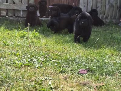 8 week Newfoundland puppies