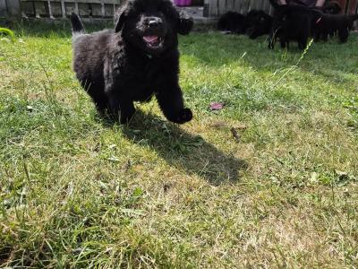8 week Newfoundland puppies