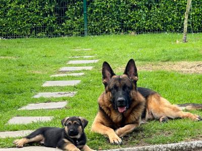straight back purebred German Shepherd puppies looking for home