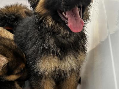 straight back purebred German Shepherd puppies looking for home