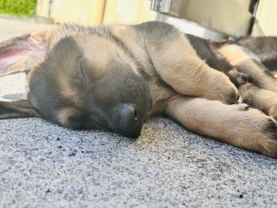 straight back purebred German Shepherd puppies looking for home