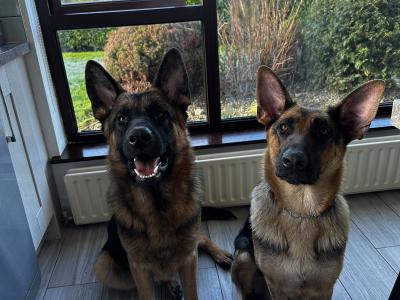 straight back purebred German Shepherd puppies looking for home