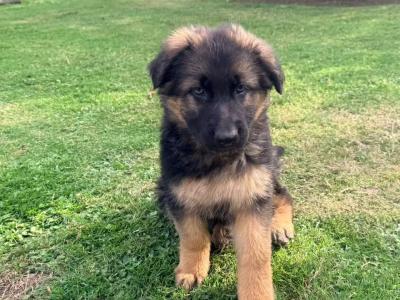 straight back purebred German Shepherd puppies looking for home