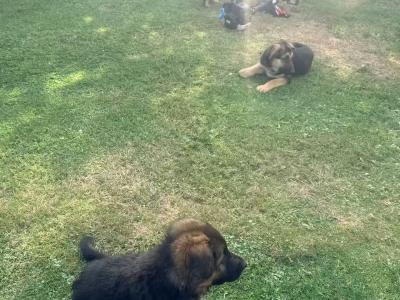 straight back purebred German Shepherd puppies looking for home