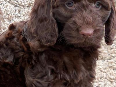Beautiful miniature Cockapoo Puppies