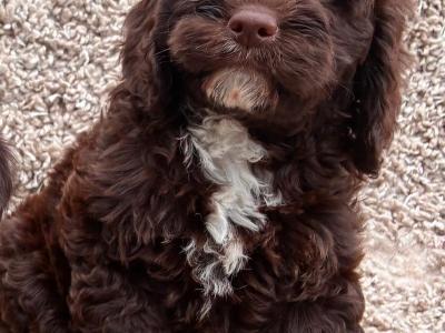 Beautiful miniature Cockapoo Puppies