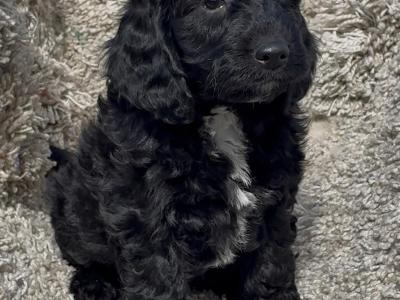 Beautiful miniature Cockapoo Puppies