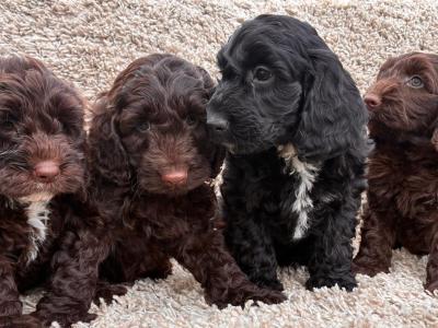 Beautiful miniature Cockapoo Puppies