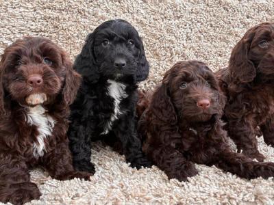Beautiful miniature Cockapoo Puppies