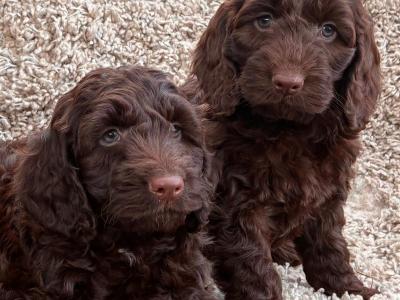 Beautiful miniature Cockapoo Puppies