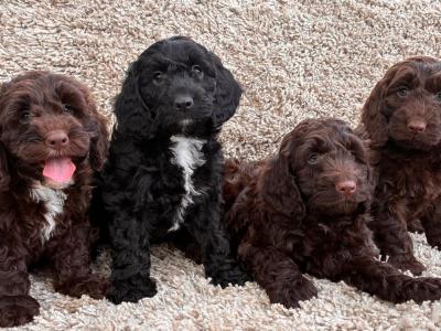 Beautiful miniature Cockapoo Puppies