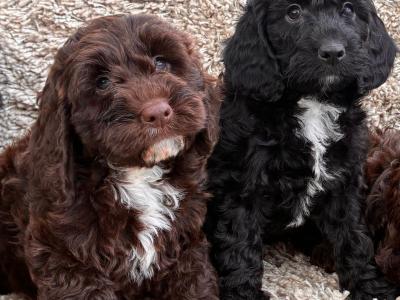 Beautiful miniature Cockapoo Puppies