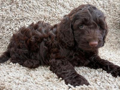 Beautiful miniature Cockapoo Puppies