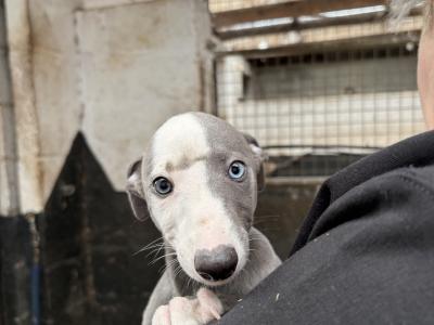Whippet pups for sale