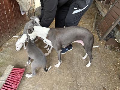 Whippet pups for sale