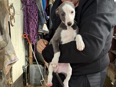 Whippet pups for sale
