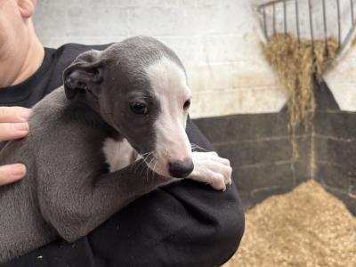 Whippet pups for sale