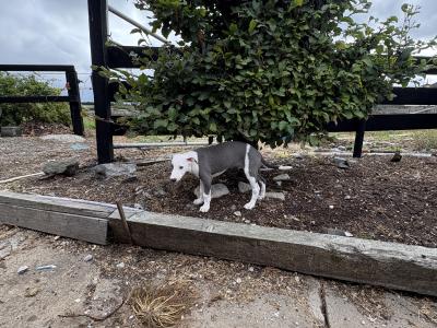 Whippet pups for sale