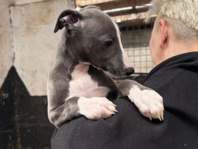 Whippet pups for sale