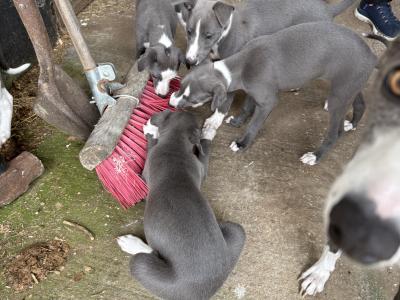 Whippet pups for sale