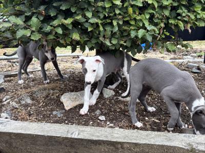Whippet pups for sale