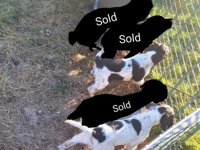 Springer Spaniel x Cocker Spaniel puppies in Waterford