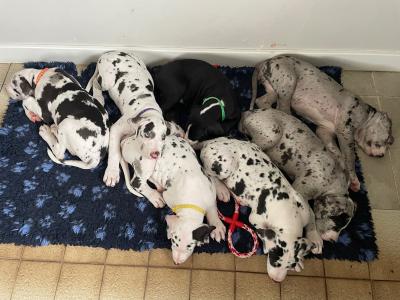 IKC (pending) Great Dane Merle puppy female