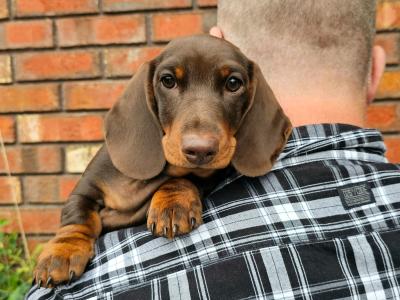 Smooth Coat Miniature Puppy