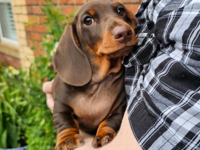 Smooth Coat Miniature Puppy