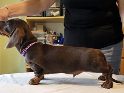 Smooth Coat Miniature Puppy