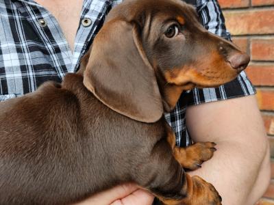 Smooth Coat Miniature Puppy