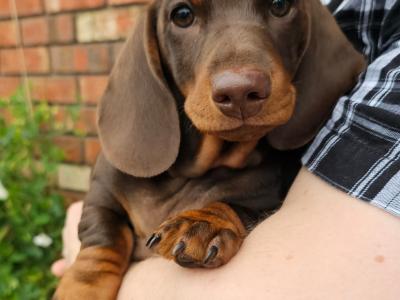 Smooth Coat Miniature Puppy